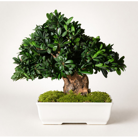 Bonsai Tobira 40cm