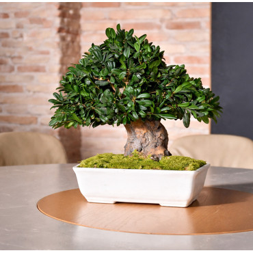 Bonsai Tobira 40cm