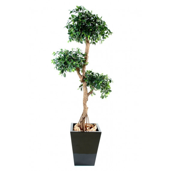 Ficus Retusa Semi-Naturel