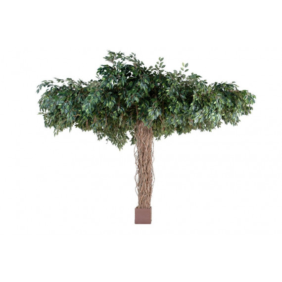 Ficus Parasol Semi-Naturel
